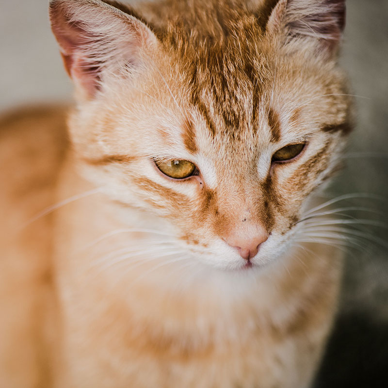 An orange cat with a mix of white and dark brown stripes on its head.