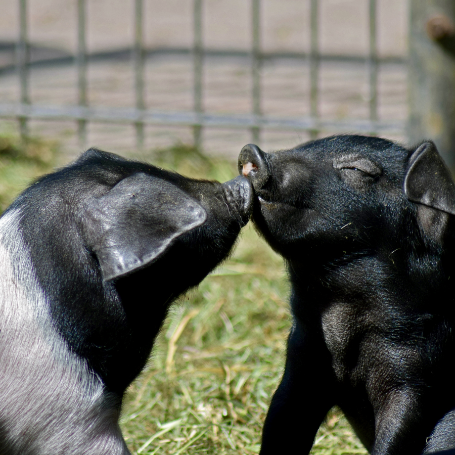 Two baby miniature pigs kiss. One is completely black and the other has spots of grey.
